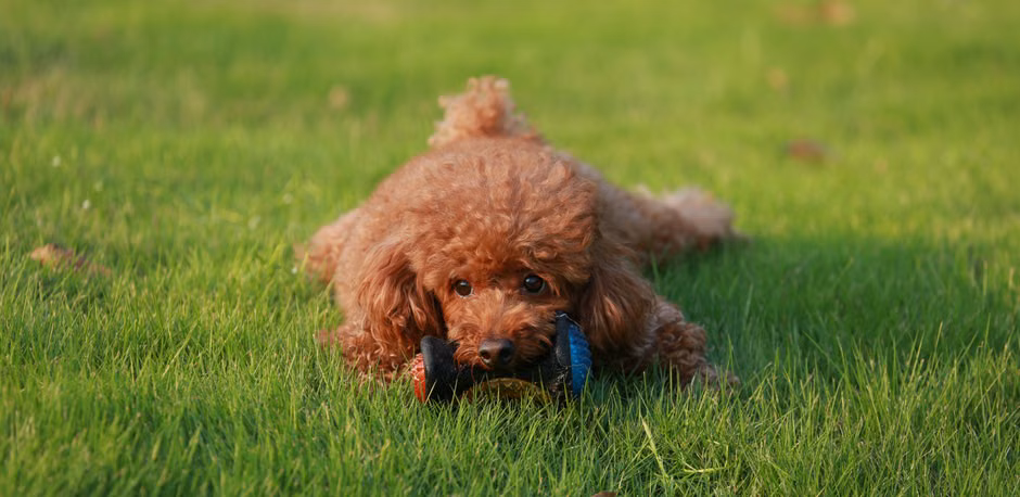 Frisbee para Cães